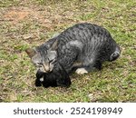 Cat hunted a bird. Kitten caught the bird.