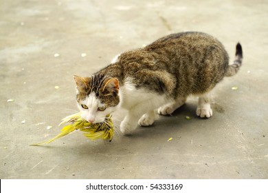 Cat Hunted A Budgie