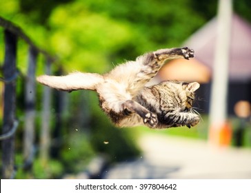 Cat Hunted A Sparrow In The Air Jump