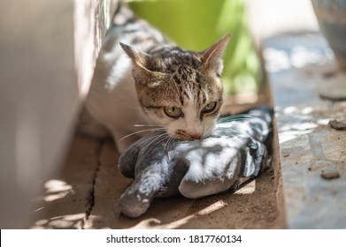 2,312 Cat eat bird Images, Stock Photos & Vectors | Shutterstock