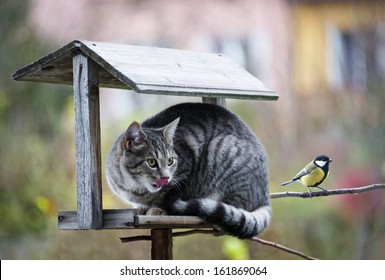 Cat Hunting A Bird