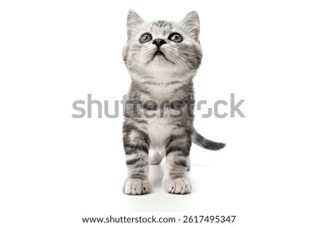 Cat hunting and looking up at camera with big eyes isolated on a white background. Tabby gray British kitten with cute face, standing front view. Small baby cat walking in studio