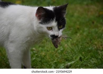 Cat hunting a mouse. Cat with a mouse in the mouth in summer