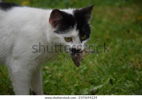 Cat hunting a mouse. Cat with a mouse in the mouth\
in summer