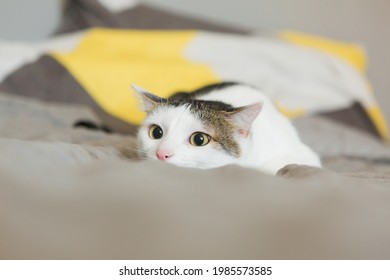 Chat Rigolo Images Photos Et Images Vectorielles De Stock Shutterstock