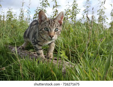 Cat Is Hunting On A Meadow Frog Perspective