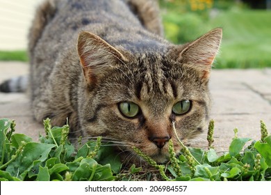 41,372 Cat hunting outdoor Images, Stock Photos & Vectors | Shutterstock