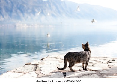 Cat Hunting For Seagulls At Winter Sea Beach. Amazing Peaceful Coastline Scene With Animals, Birds, Pier. Nature Landscape With Mountains, Lake, Fog, Blue Still Water, Morning Light. Lifestyle Moment