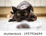 Cat hunting to toy mouse at home, Burmese cat face before pounce, funny domestic kitten plays in house. Look of playful Burma cat catching food indoor. Eyes of happy pet playing and wanting to attack