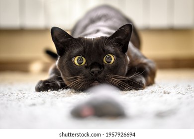 Cat hunting to toy mouse at home, Burmese cat face before pounce, funny domestic kitten plays in house. Look of playful Burma cat catching food indoor. Eyes of happy pet playing and wanting to attack
