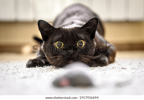 Cat hunting to toy mouse at home, Burmese cat face
before pounce, funny domestic kitten plays in house. Look of
playful Burma cat catching food indoor. Eyes of happy pet playing
and wanting to attack