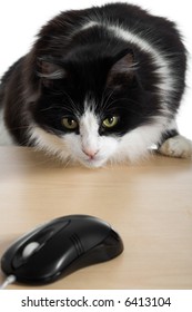 Cat hunts for the computer mouse