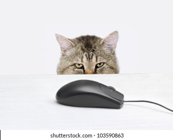 Cat hunts a computer mouse lying on the table