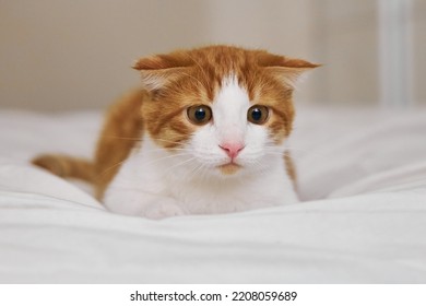 The Cat Hunts At Home, The Face Of A Lop-eared Ginger Cat Before The Attack Close-up. Portrait Of A Funny Domestic Kitten Playing Indoors.