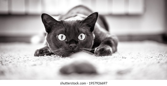 Cat hunts to mouse at home, funny kitten plays indoor, domestic cat face before attack. Look of happy cat preparing to jump, pet wanting to pounce. Black and white panoramic photo of playful cat. - Shutterstock ID 1957926697