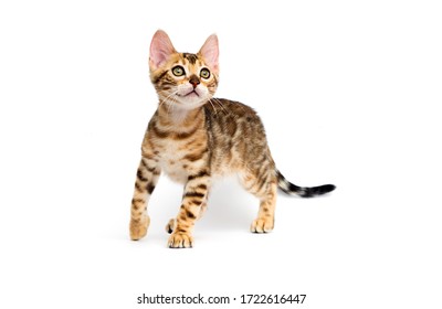 Cat Hunts On A White Background