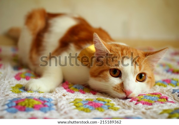 17 Chat Betise Images Stock Photos Vectors Shutterstock