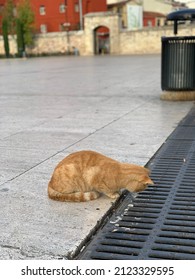 A Cat From Inside The Al Fatah Mosque In Turkey