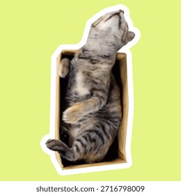 Cat inside a box in various poses, sniffing and looking downward with curious focus. Playful expressions, natural movements, and cozy space create a charming, versatile perfect for memes, sticker
