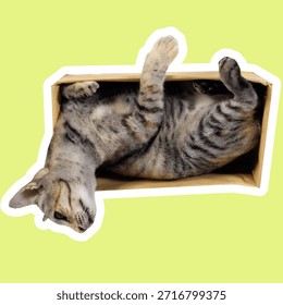 Cat inside a box in various poses, sniffing and looking downward with curious focus. Playful expressions, natural movements, and cozy space create a charming, versatile perfect for memes, sticker
