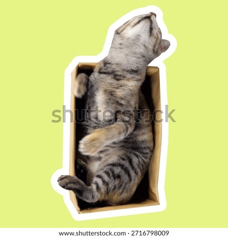 Cat inside a box in various poses, sniffing and looking downward with curious focus. Playful expressions, natural movements, and cozy space create a charming, versatile perfect for memes, sticker