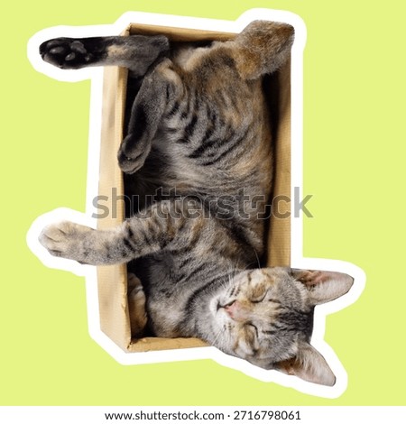 Cat inside a box in various poses, sniffing and looking downward with curious focus. Playful expressions, natural movements, and cozy space create a charming, versatile perfect for memes, sticker