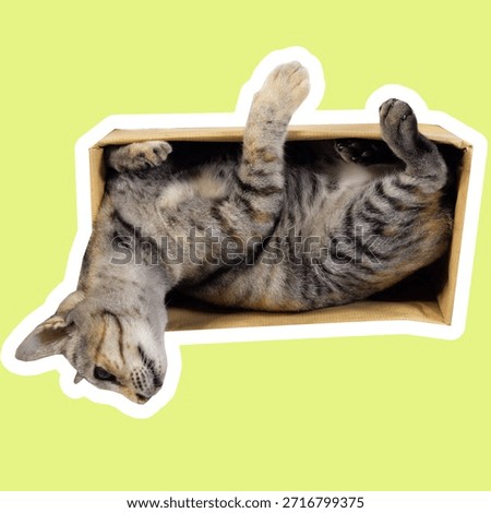 Cat inside a box in various poses, sniffing and looking downward with curious focus. Playful expressions, natural movements, and cozy space create a charming, versatile perfect for memes, sticker