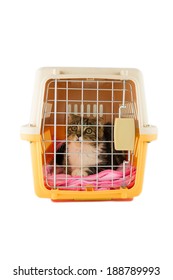 cat inside a cat carrier box