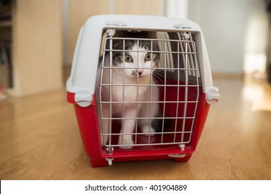 Cat Inside A Cat Carrier Box