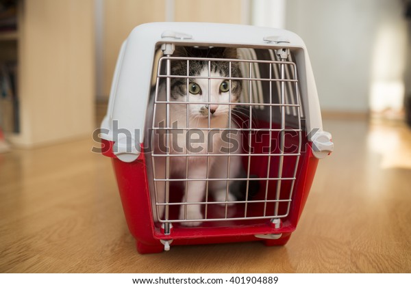cat inside a cat carrier
box