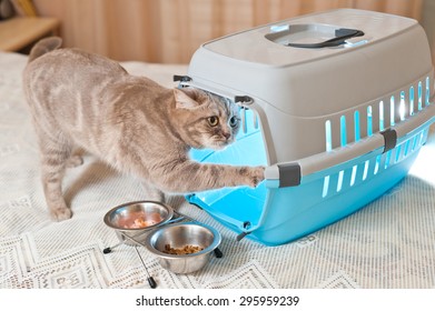 Cat Inside Pet Carrier