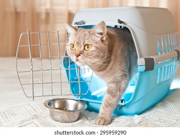 Cat Inside Pet Carrier