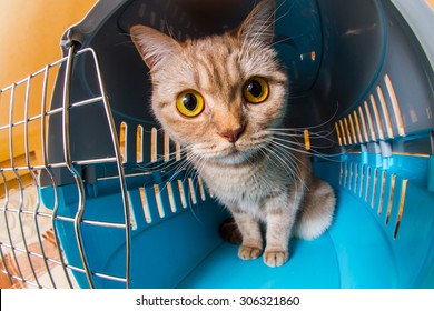 Cat Inside Pet Carrier