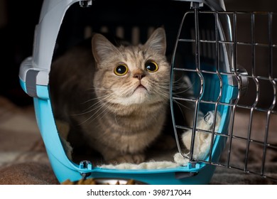 Cat Inside Pet Carrier.