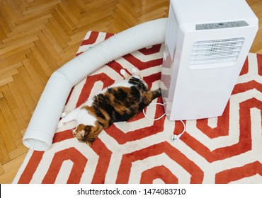 Cat Inspecting Unboxed New Portable Air Conditioner Unit AC During Hot Summer In Living Room
