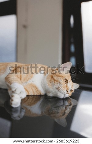Cat interest something. Before a longtime to sleep. Orange cat is sleep. It looking to target.
