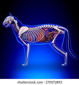 Cat Anatomy Images, Stock Photos & Vectors | Shutterstock