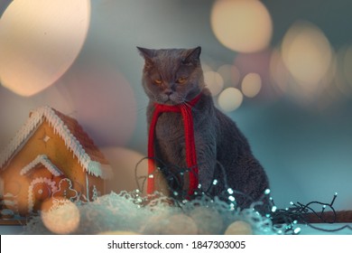 Cat Introvert Hates Holidays And Parties. Discontent Cute British Cat Frowning Near Gingerbread House And Garland. Displeased With New Year And Christmas. Bokeh