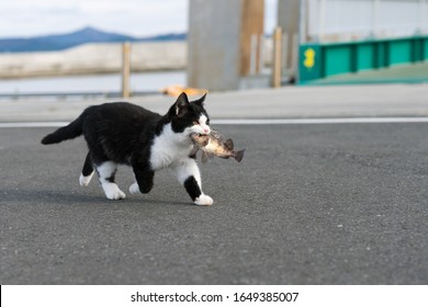 Cat Island Tashirojima In Japan