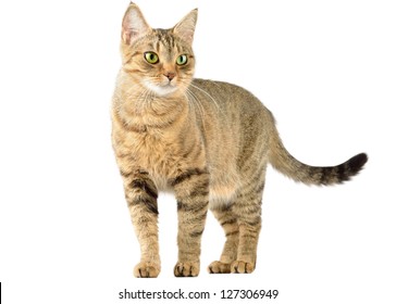 Cat isolate on white