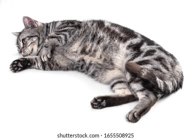 Chat Gris Stock Photos Images Photography Shutterstock