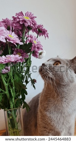 Cat ist looking at pink flowers.