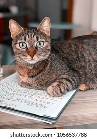 Cat Of Istanbul, Turkey