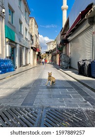 Cat in Istanbul, Turkey October 27, 2019. Homeless Cute Cat. A street cat in Istanbul. Homeless animals theme. Cat on the Grand Bazaar in Istanbul at the weekend.