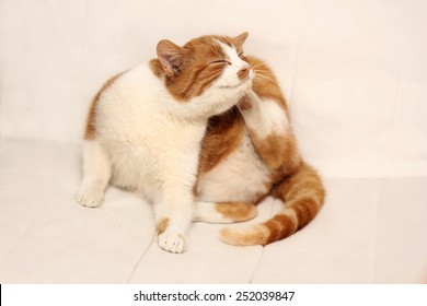 Cat Itch