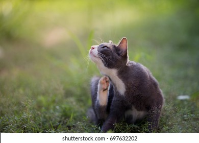 Cat Is Itching While Relaxing In Backyard Garden.Close Up