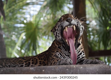 Cat Jaguar Big Cat Carnivore Animal