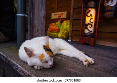 A Cat In Japan