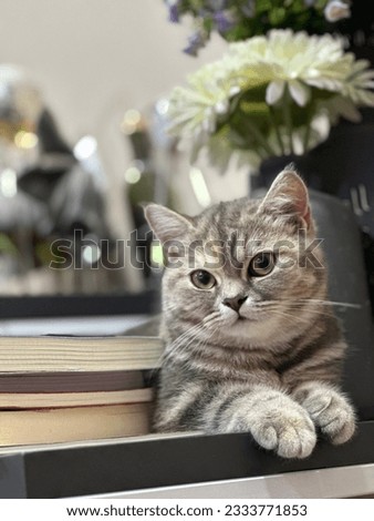 cat jar flower book table