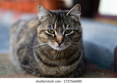 Judging Cat Images, Stock Photos & Vectors | Shutterstock